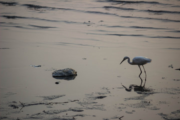 great blue heron on the beach