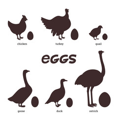 Edible eggs. silhouettes of different birds, chicken, duck, turkey, quail, ostrich and their eggs on a white background. Flat style vector illustration