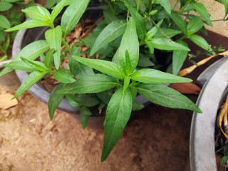 Fresh of Andrographis paniculata plant in a pot, Kariyat use for herbal product. Antiviral herbs, COVID-19, Wuhan novel corona virus disease 2019-nCoV