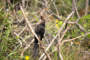 Fototapeta premium snake bird in tree