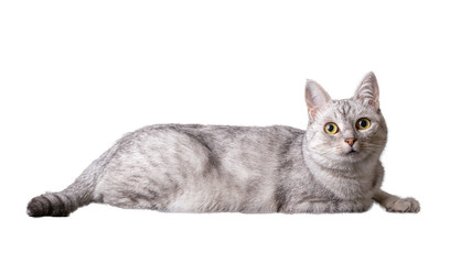 Fototapeta premium Funny tabby domestic cat on white background