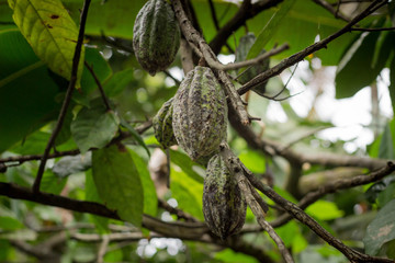 cacao tree