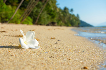 Fototapeta na wymiar White tropical frangipani flower on a deserted beach. Paradise tropical island oceanfront
