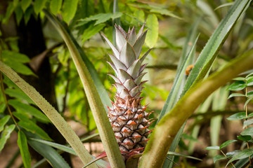 pineapple on tree
