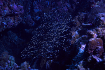 catfish underwater / ocean underwater, coral reef