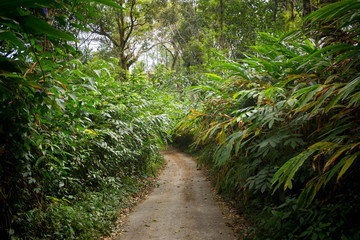 cardamom plantation