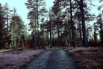 Fototapeta premium autumn forest landscape / yellow forest, trees and leaves October landscape in the park