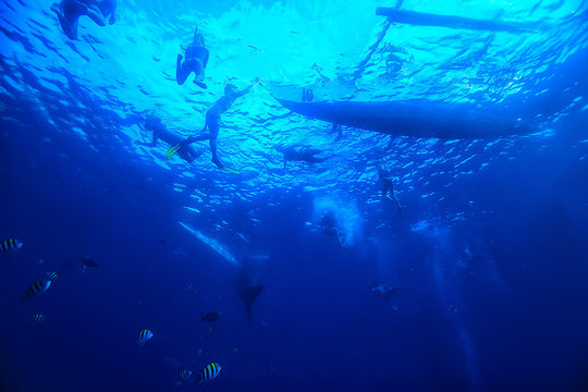 snorkeling whale shark / Philippines, diving with sharks, underwater scene