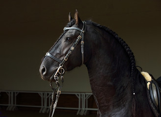 Friesian black horse portrait in a dark stable 