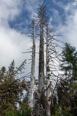 Dead trees still standing, close up