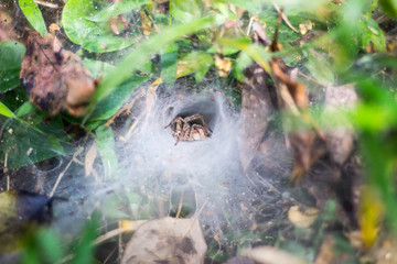 spider in the jungle