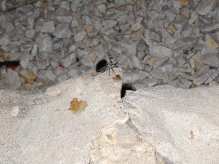 Eurychora