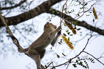 Monkey in the jungle