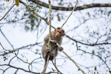 Monkey in the tree