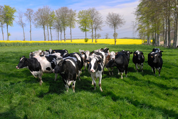 Troupeau de vaches race prim holstein au pré