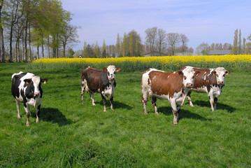 Obraz premium Troupeau de vaches race normandes au pré