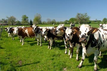 Troupeau de vaches race normandes au pré