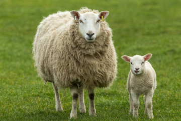 Naklejka na ściany i meble Lambing time in the Yorkshire Dales, England. Texel ewe with her young lamb, both facing forward in green meadow. Lamb has her tongue out. Horizontal. Space for copy
