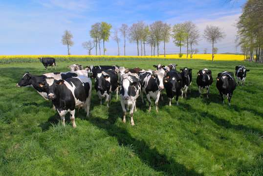 Troupeau de vaches race prim holstein au pr&eacute;