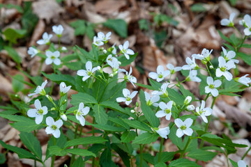 Forest flowers (Cardamine) in the spring
