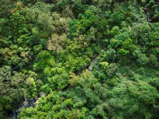 Aerial view of small creek in tropical forest