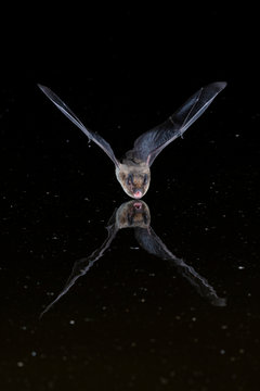 Pipistrelle Bat Reflection