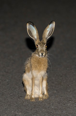 Iberian Hare