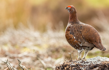 Red Grouse male in early Springtime, with bright red eye combs facing left on Grouse Moor in North Yorkshire, UK.  Close up.  Horizontal.  Space for copy
