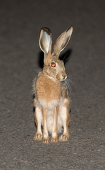 Iberian Hare