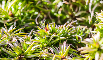 Green background of long spreading stems, foliage and buds of Creeping Phlox flowers in the garden