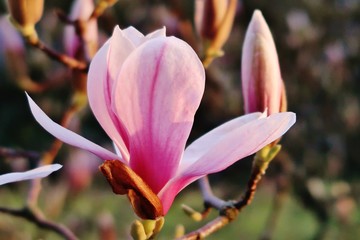 Magnolienblüte