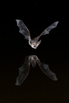 Grey Long Eared Bat Reflection