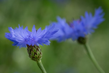 Blumen und Blüten im Garten: Kornblumen im Frühling und Frühsommer