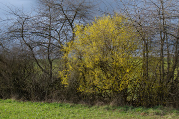 Obraz premium Gelb blühende Weidenkätzchen (lat.: salix) in einer Hecke im Frühling