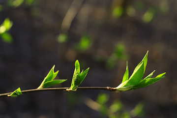 branches of young green leaves and buds, seasonal background, april march landscape in the forest