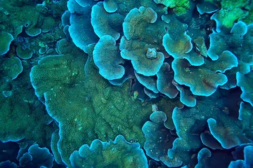 Tuinposter koraalrifmacro/textuur, abstracte mariene ecosysteemachtergrond op een koraalrif © kichigin19