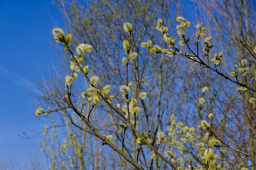Zweige mit gelb blühenden Weidenkätzchen (lat.: salix) in einer Hecke