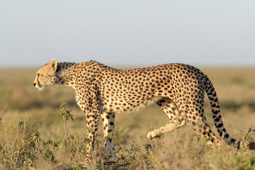 Cheetah (Acinonyx jubatus) stalking fro prey on savanna, Ngorongoro conservation area, Tanzania.