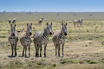 Fototapeta na wymiar Common or Plains Zebra (Equus quagga) group standing on guard and staring at predator, Ngorongoro conservation area, Tanzania.