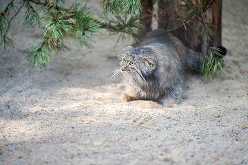 Fototapeta premium Pallas's cat (Otocolobus manul). Manul is living in the grasslands and montane steppes of Central Asia. Portrait of cute furry adult manul on the sand. Instinct to hunt