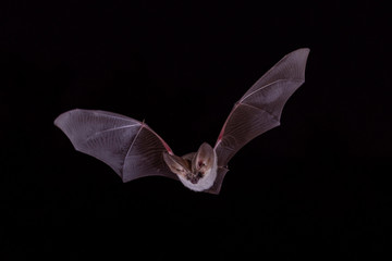 Grey Long Eared Bat