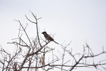 pájaro en el árbol