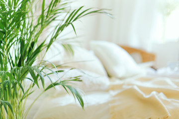 Close up of green fresh tropical houseplant palm leaves with blurred cozy bedroom background. Urban...