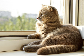 A lop-eared Scottish cat of gray color with bright yellow eyes lies on the window. Basking in the sun, looking at the camera. Cat allergy concept. Pet Care.