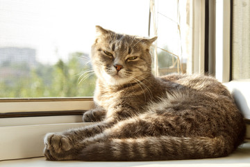 A lop-eared Scottish cat of gray color with bright yellow eyes lies on the window. Basking in the sun, looking at the camera. Cat allergy concept. Pet Care.