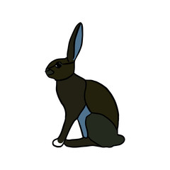 rabbit on white background