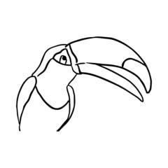 Outline vector illustration of a bird in sketched style