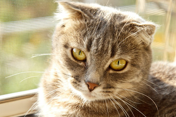A lop-eared Scottish cat of gray color with bright yellow eyes lies on the window. Basking in the sun, looking at the camera. Cat allergy concept. Pet Care.