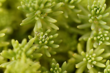 Sedum rupestre plant