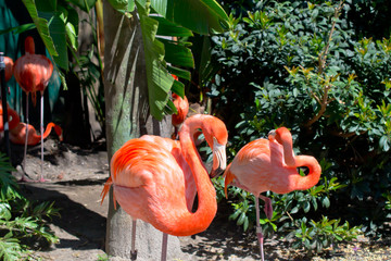 Beautiful flamingos in the park. Orlando Florida.